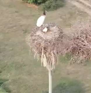 Tuiuiús constroem ninho com arquitetura inédita e arriscada no Pantanal de MS