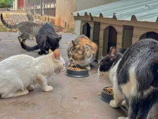 Gatos resgatados recebem ração em abrigo de animais (Foto: Arquivo/Marcos Maluf)