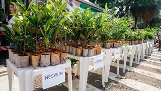 Distribuição de mudas de árvores frutíferas na Avenida Afonso Pena, realizada todos os anos para celebrar o Dia da Árvore (Foto: Arquivo/Alex Machado) 