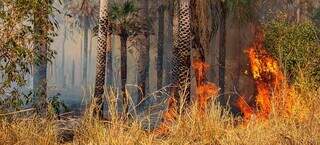 Incêndio avança em fazenda no Pantanal. (Foto: Augusto Dauster - Prevfogo/Ibama)