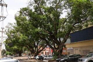 Árvores históricas no canteiro da Avenida Mato Grosso, em Campo Grande (Foto: Arquivo/Henrique Kawaminami) 