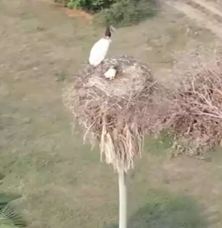 Tuiui&uacute;s constroem ninho com arquitetura in&eacute;dita e arriscada no Pantanal de MS