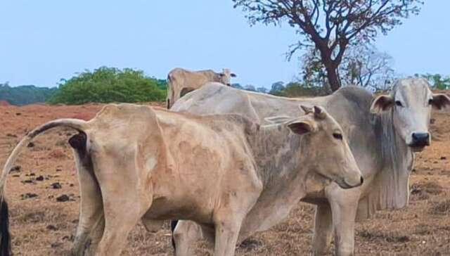 Dez bois morrem em atoleiro e fazenda &eacute; multada por danos ambientais