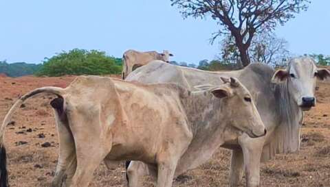 Dez bois morrem em atoleiro e fazenda é multada por danos ambientais