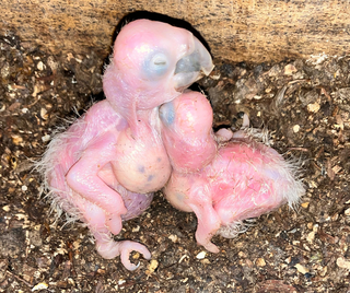 Filhotes de arara-azul nascidos em ninho artificial, em Bonito. (Foto: Instituto Arara Azul)