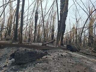 Incêndio devasta florestas nativas na região do Pantanal. (Foto: Divulgação/Senar-MS)