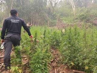 Agentes da Senad em área de cultivo de maconha na fronteira com MS (Foto: Divulgação)