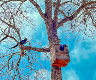 Ninhos artificiais instalados na Estância Mimosa para abrigar as araras. (Foto: Insituto Arara Azul)