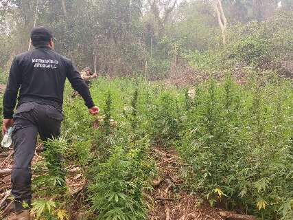 Ag&ecirc;ncia antidrogas destr&oacute;i ro&ccedil;as que produziriam 24 toneladas de maconha