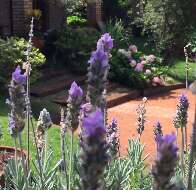 Você é do time que tem jardim bonito ou está cansado de matar plantas? 