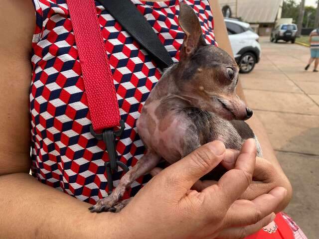 No dia da benção aos animais, “Sapeca” celebra cura do câncer  