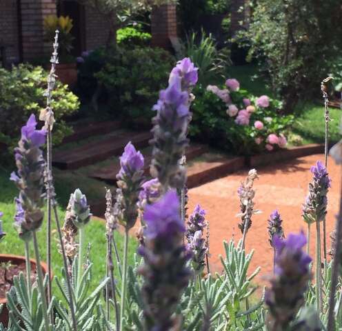 Você é do time que tem jardim bonito ou está cansado de matar plantas? 