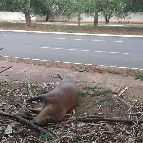 Animais s&atilde;o atropelados toda semana na L&uacute;dio Coelho, denuncia morador