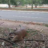 Animais são atropelados toda semana na Lúdio Coelho, denuncia morador