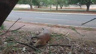 Corpo de capivara foi arrastado da pista da avenida até a calçada (Foto: Direto das Ruas)