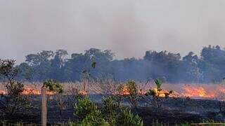 Fogo destruiu vegetação em terreno na madrugada deste domingo (Foto: Direto das Ruas)