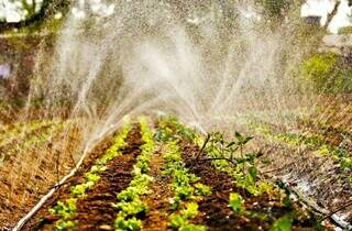 Cultivo de hortaliça em Mato Grosso do Sul. (Foto: Arquivo/Fundect)