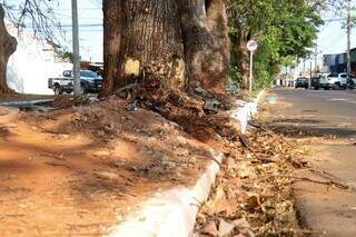 Árvore onde vítima bateu carro, na Avenida Florestal, no Bairro Coophatrabalho (Foto: Henrique Kawaminami)