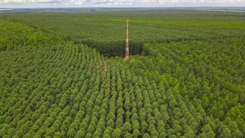 Expectativa de nova fábrica de celulose derruba em 5,5% o eucalipto em MS 