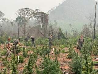 Agentes da Senad e militares cortam pés de maconha na fronteira com MS (Foto: Divulgação)