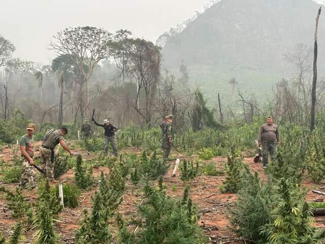 Para minar finan&ccedil;as do tr&aacute;fico, opera&ccedil;&atilde;o destr&oacute;i mais 63 toneladas de maconha