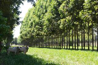 Bovinos pastejam em campo experimental de ILPF na Embrapa Gado de Corte; integração é indicada pelo Programa Fazenda Nota 10. (Foto: Arquivo/Embrapa)