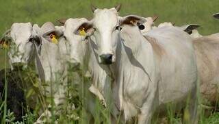 Bovinos criados a pasto em propriedade participante do programa. (Foto: Divulgação)