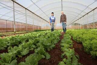 Plantação de alface pela agricultura familiar (Foto: Divulgação Semadesc)