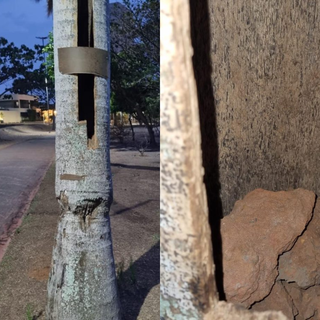 V&acirc;ndalos destroem ninho de arara e filhote &eacute; encontrado morto