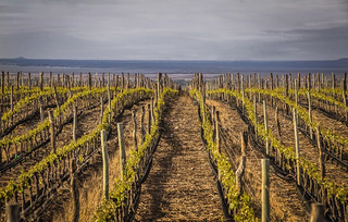 Bodega Trivento: vinhos argentinos que encantam o mundo