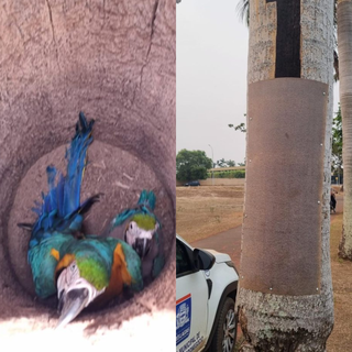 V&acirc;ndalos destroem ninho de arara e filhote &eacute; encontrado morto