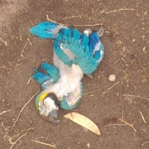 V&acirc;ndalos destroem ninho de arara e filhote &eacute; encontrado morto