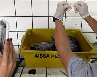 Amostras analisadas pela equipe técnica (Foto: divulgação / Polícia Civil)