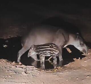 Mamãe anta e filhotinho durante passeio noturno (Imagem: IHP/Divulgação)