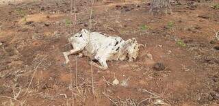 Carcaça de gado encontrada em fazenda em Rio Negro (Foto: Divulgação/PMA)