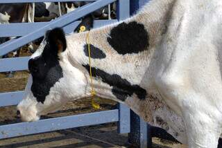 Vaca da raça girolando atacada por carrapatos. (Foto: Arquivo/Embrapa Gado de Leite)