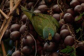 Macaranã abocanhando frutos dos buritis na região (Foto: Antônio Gean de Sousa/Direto das Ruas)