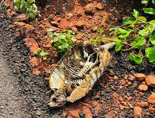 Carcaça de tatu morto na MS-345, conhecida como Estrada do 21 (Foto: Andre Turatti)