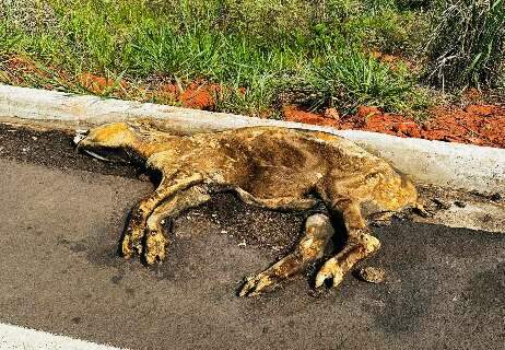 Animais mortos atropelados: nova Estrada do 21 evidencia velhos problemas