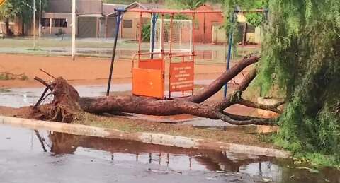 Chuva com ventos derruba árvore e muro de lixão 