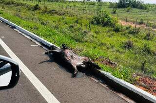 Anta morta às margens da MS-345, conhecida como Estrada do 21 (Foto: Andre Turatti)