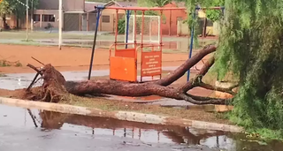 Chuva com ventos derruba &aacute;rvore e muro de lix&atilde;o 