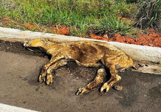 Animais mortos atropelados: nova Estrada do 21 evidencia velhos problemas