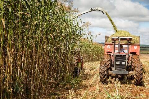 MS tem 14 munic&iacute;pios entre os 100 mais ricos do agroneg&oacute;cio