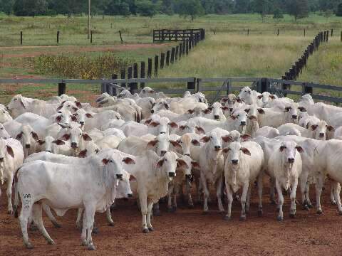 Arroba do boi gordo em MS valoriza e rompe a barreira dos R$ 300,00