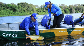 O dourado, espécie que hoje só tem captura permita na modalidade pesque-e-solte em MS (Foto: Edemir Rodrigues/Governo de MS)