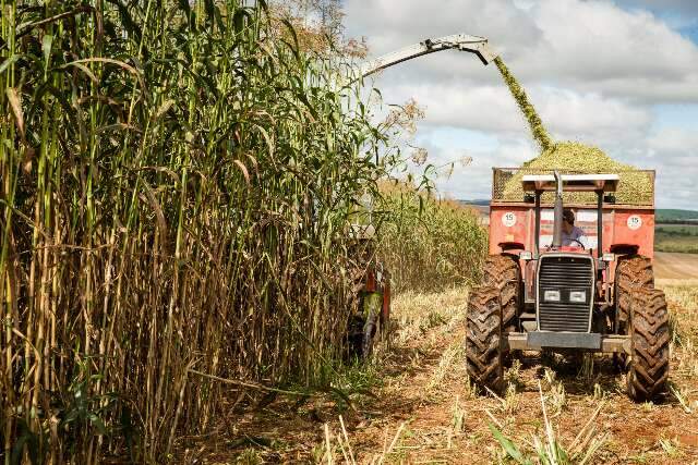 MS tem 14 municípios entre os 100 mais ricos do agronegócio