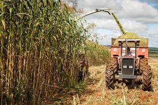 Maquinário trabalhando em plantação de cana-de-açúcar (Foto: Divulgação/Embrapa)