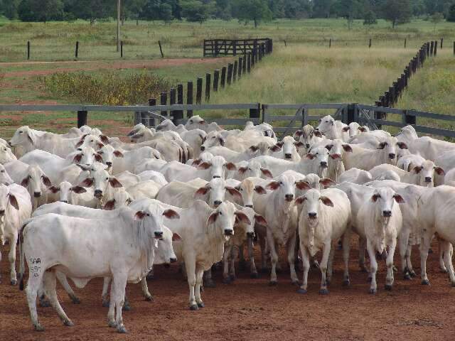 Arroba do boi gordo em MS valoriza e rompe a barreira dos R$ 300,00