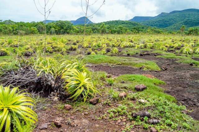 Pantanal de Mato Grosso do Sul pode guardar regi&atilde;o mais antiga da Terra